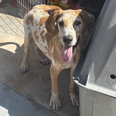 ACE: Couscous is een zeer lieve en sociale puber, Dieren en Toebehoren, Particulier, 15 weken tot 1 jaar, Reu, Buitenland