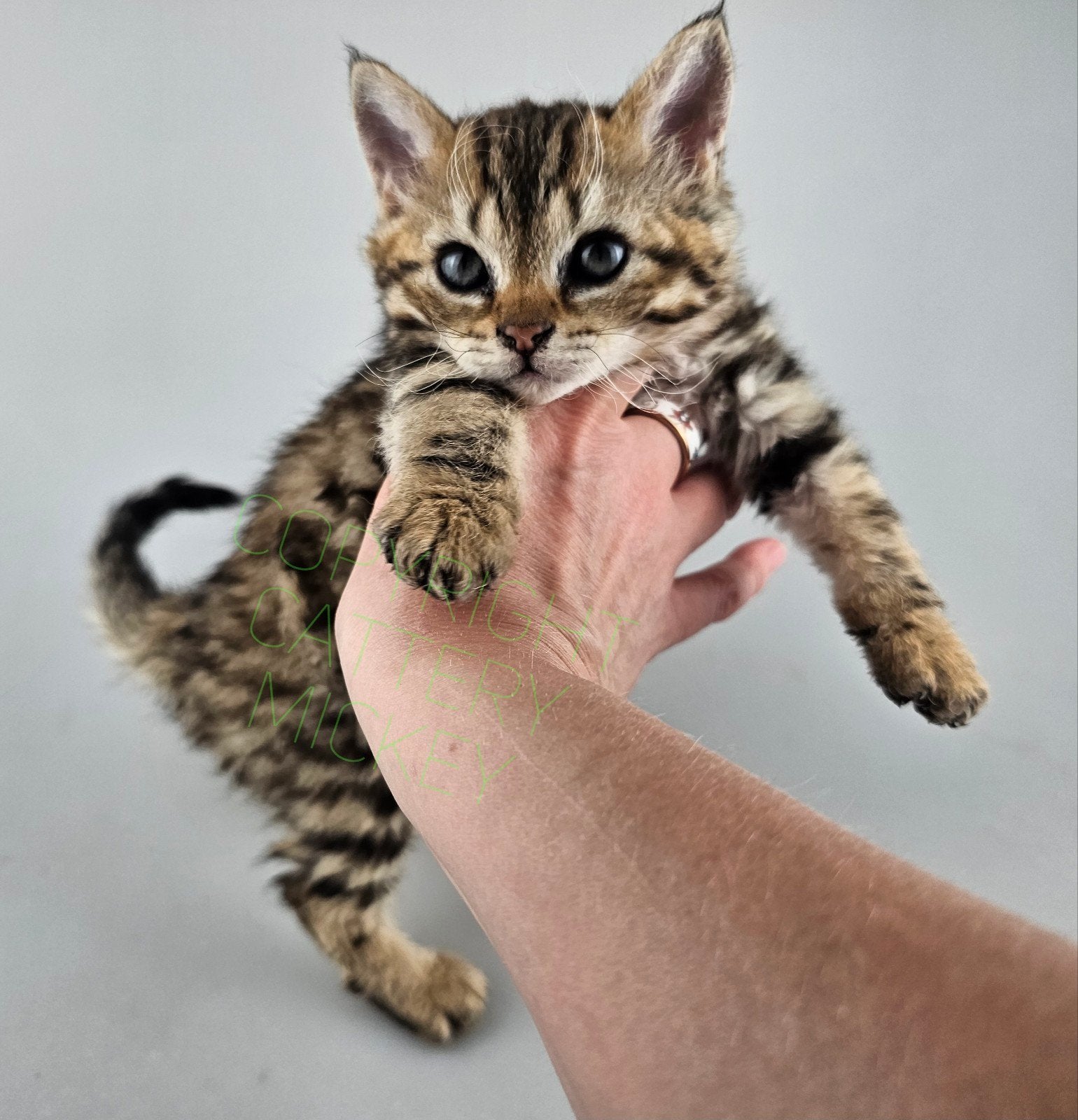 Curly rex tabby poesje kitten ZATERDAG OPHALEN, Poes, Gechipt, 0 tot 2 jaar