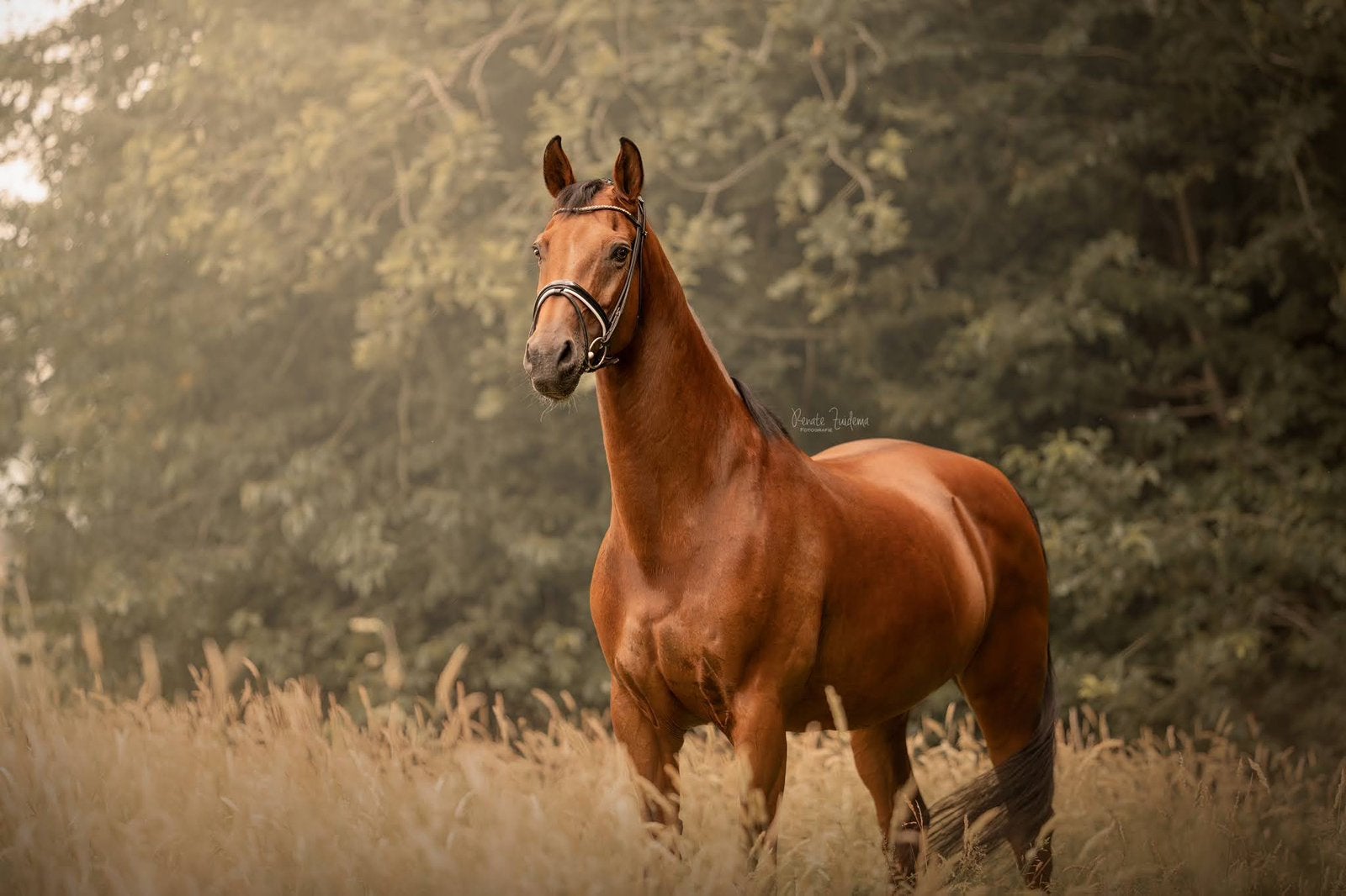 Kwpn paard, Merrie, Recreatiepaard, 11 jaar of ouder