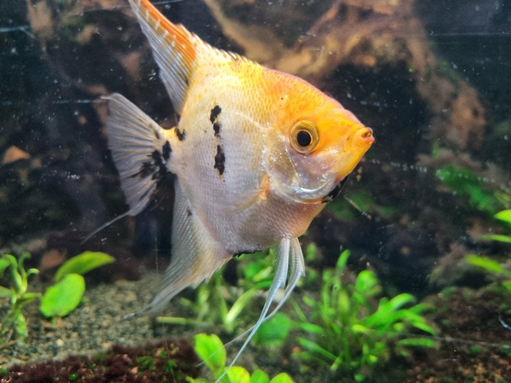 Tricolor Maanvis / 'Red Devil' / Koi, Dieren en Toebehoren, Vis, Zoetwatervis