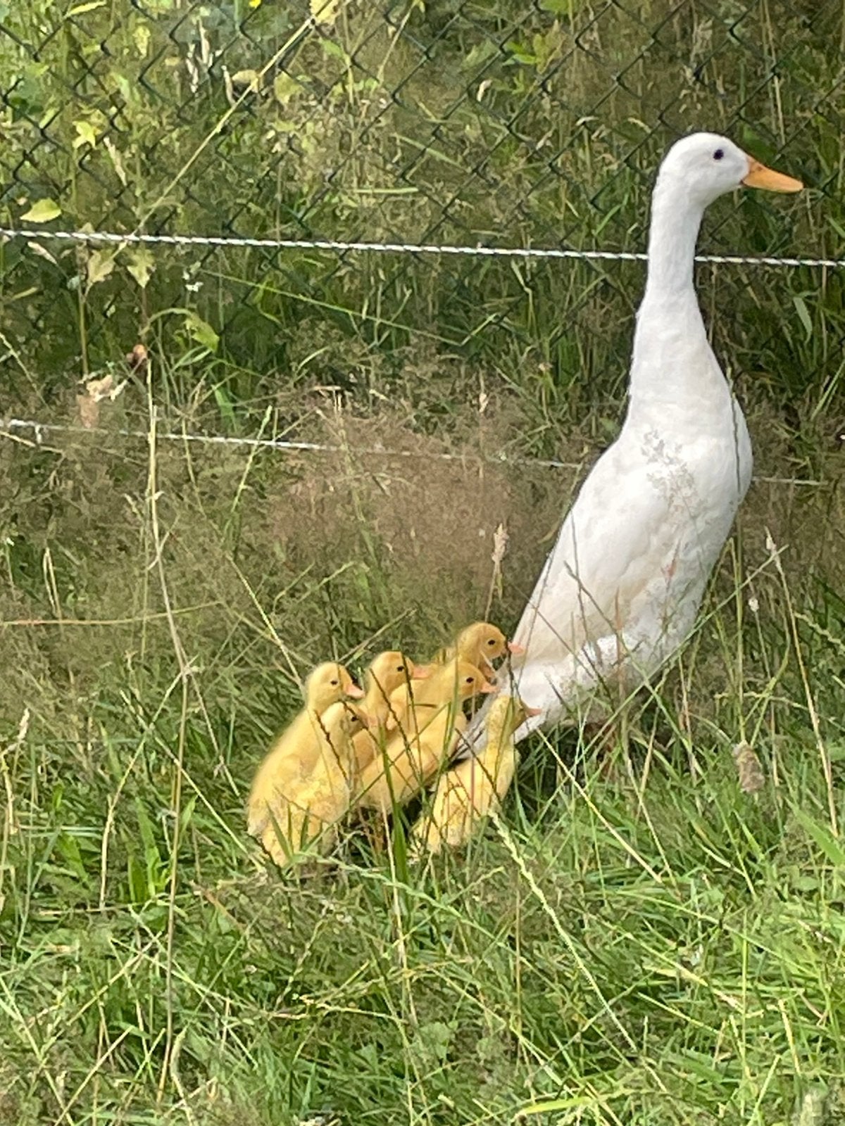 Jonge witte loopeenden kuikens, Meerdere dieren, Eend