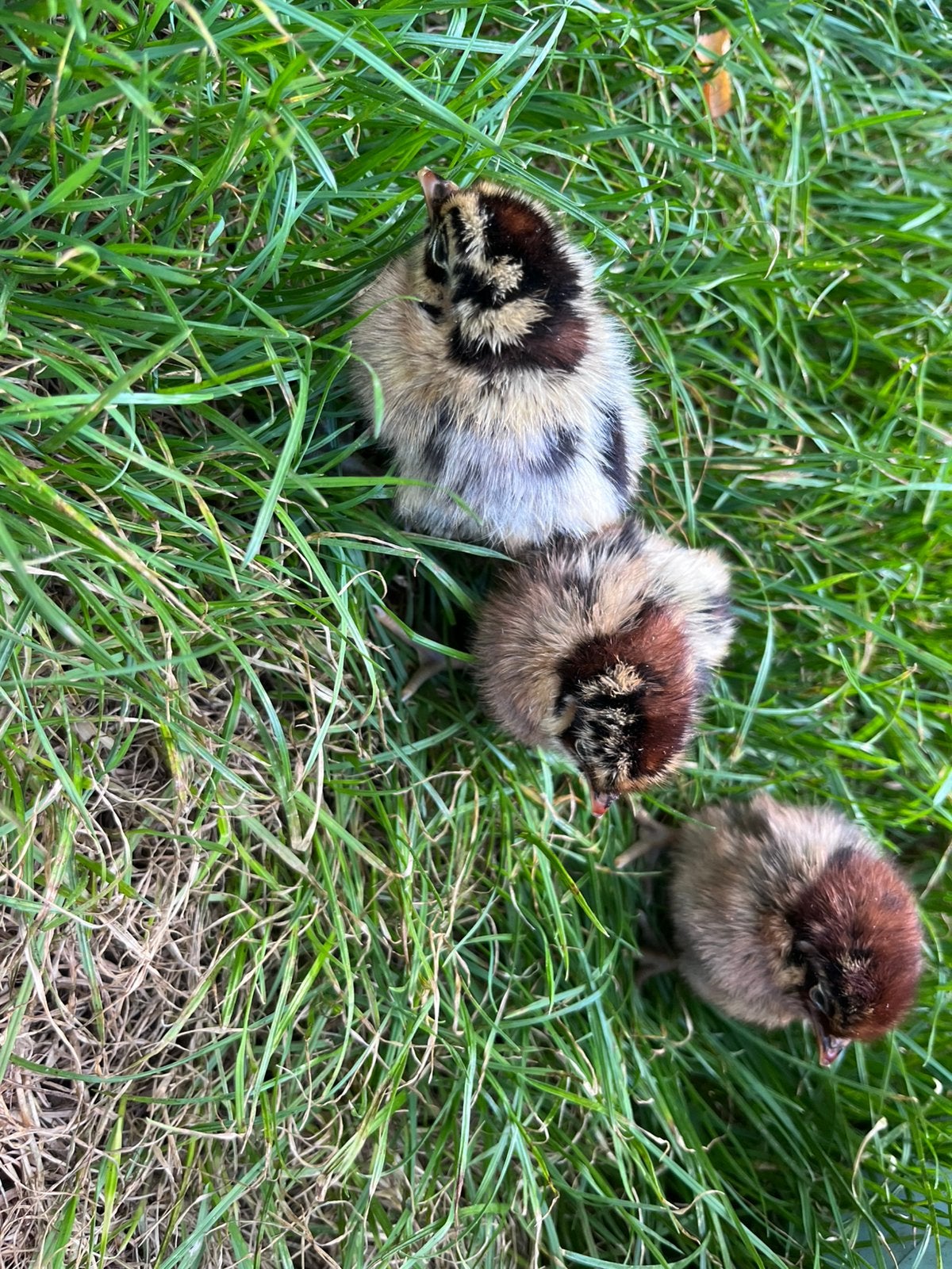 Wyandotte goud zwart kuikens, Dieren en Toebehoren, Pluimvee, Meerdere dieren, Kip