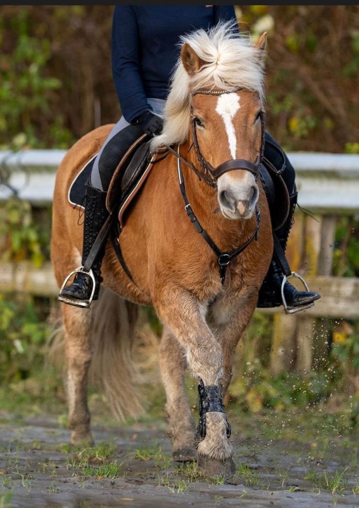 Verzorg pony/ paard, Ophalen, Overige disciplines