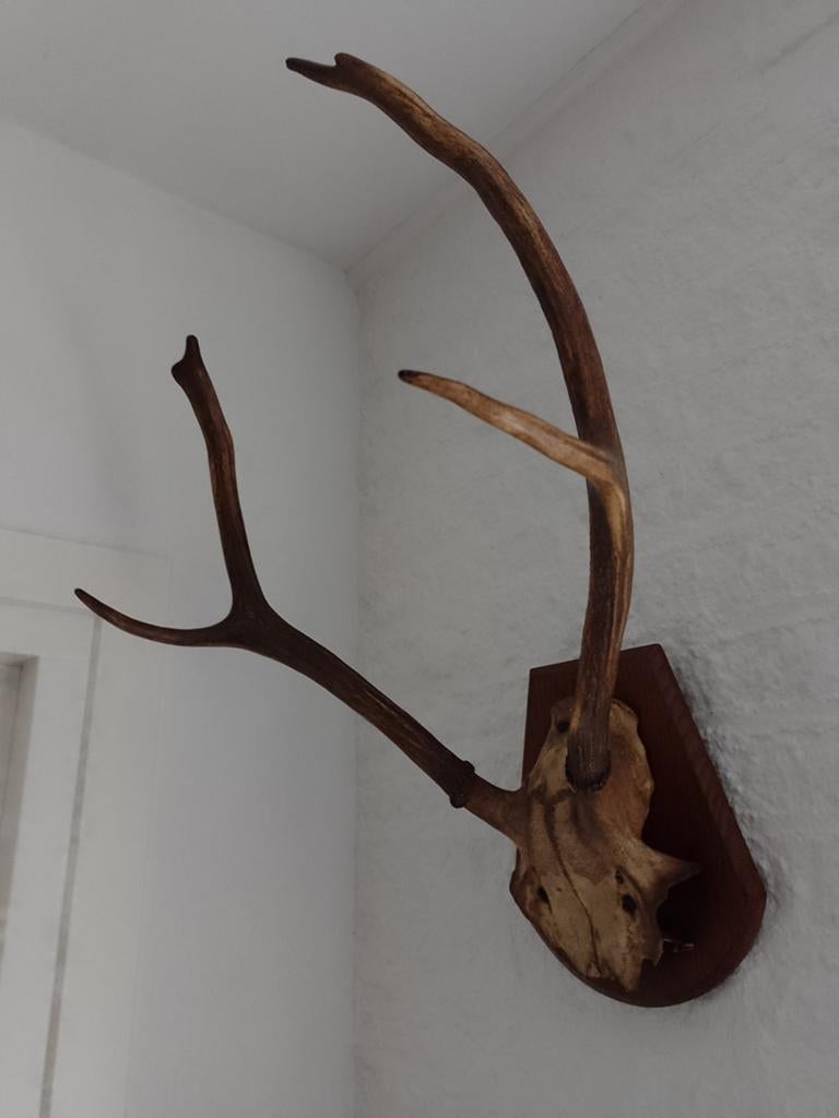 Antiek gewei edelhert hert trofee landelijk, Ophalen of Verzenden, Zo goed als nieuw, Hert, Gewei of Kop