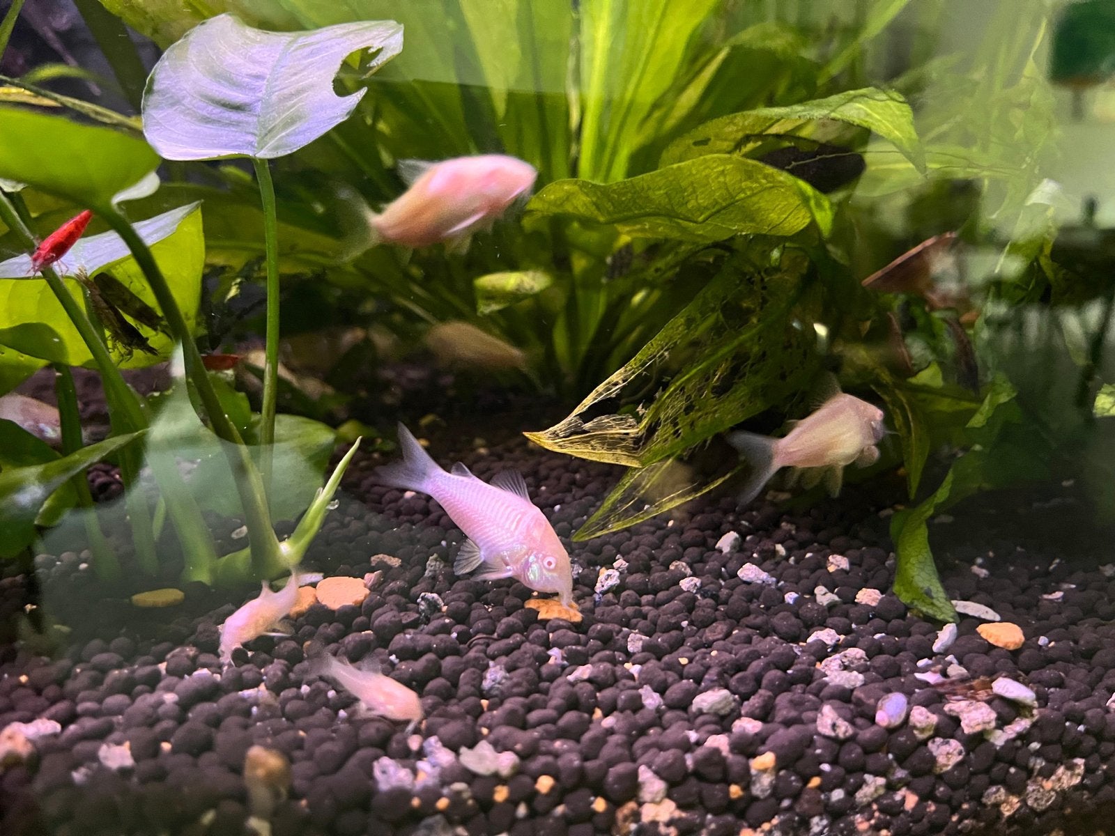 Albino Corydoras op kraanwater, Dieren en Toebehoren, Vissen | Aquariumvissen, Vis