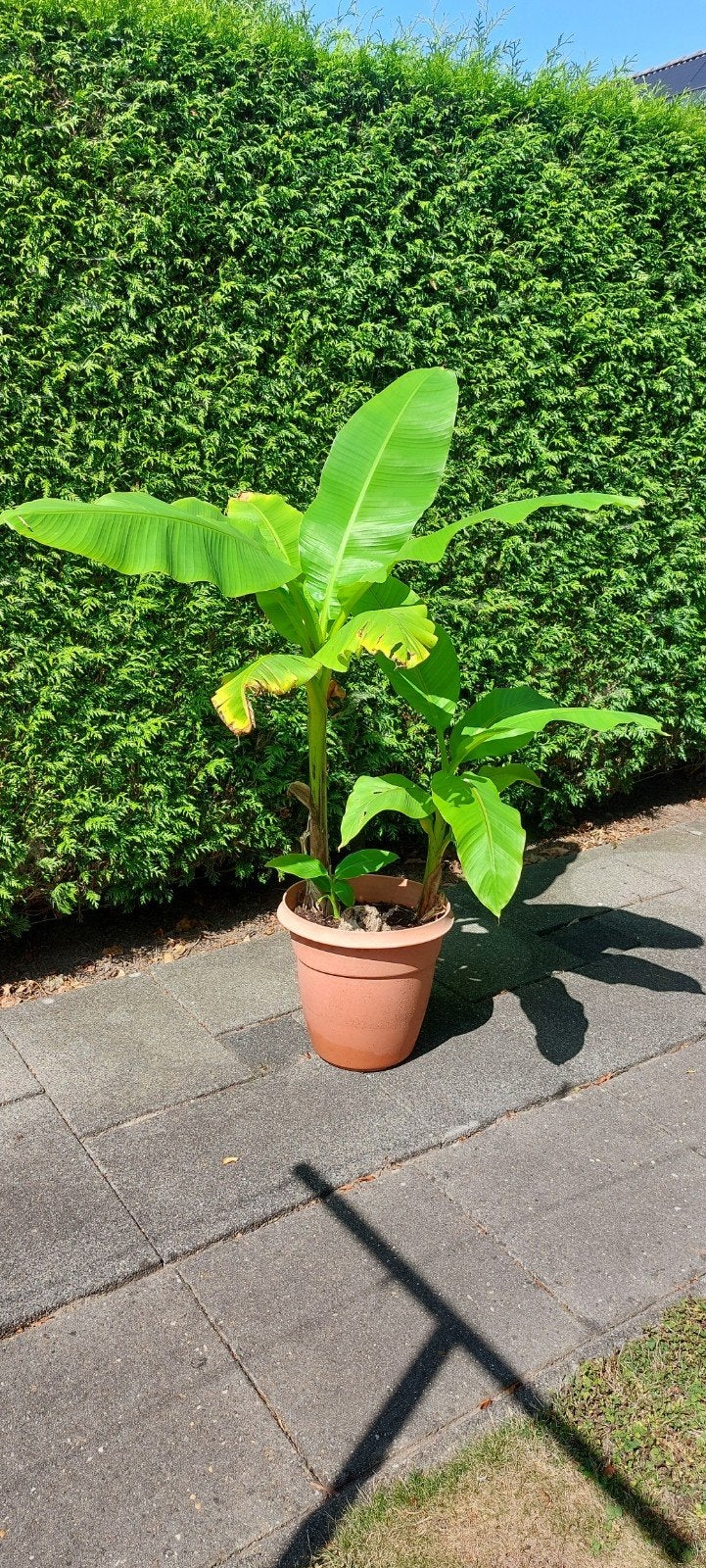 Bananen boom., Ophalen, Zomer, Overige soorten, Volle zon