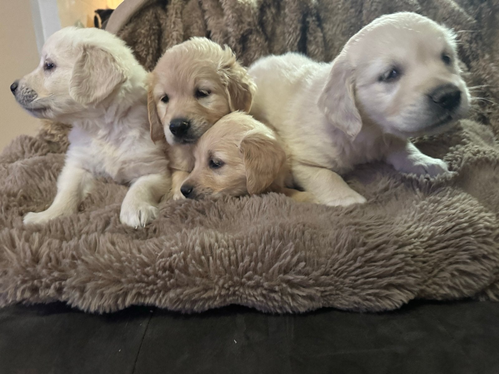 Prachtige pure golden retriever pups, Dieren en Toebehoren, Honden | Niet-rashonden, Middel, Meerdere dieren, Fokker | Hobbymatig