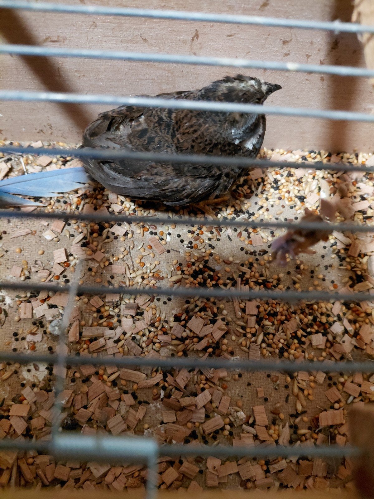 chinese dwergkwartel, Dieren en Toebehoren, Vogels | Overige Vogels, Mannelijk