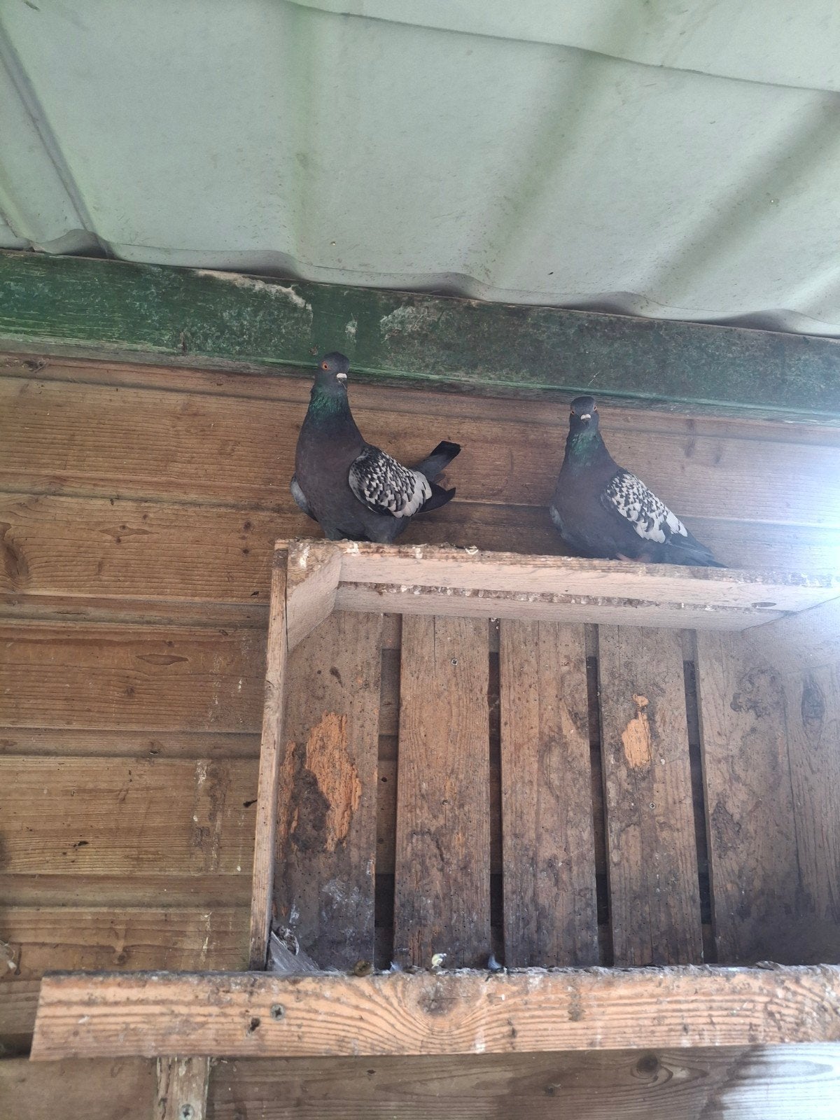 2 Hyacint duiven, Meerdere dieren
