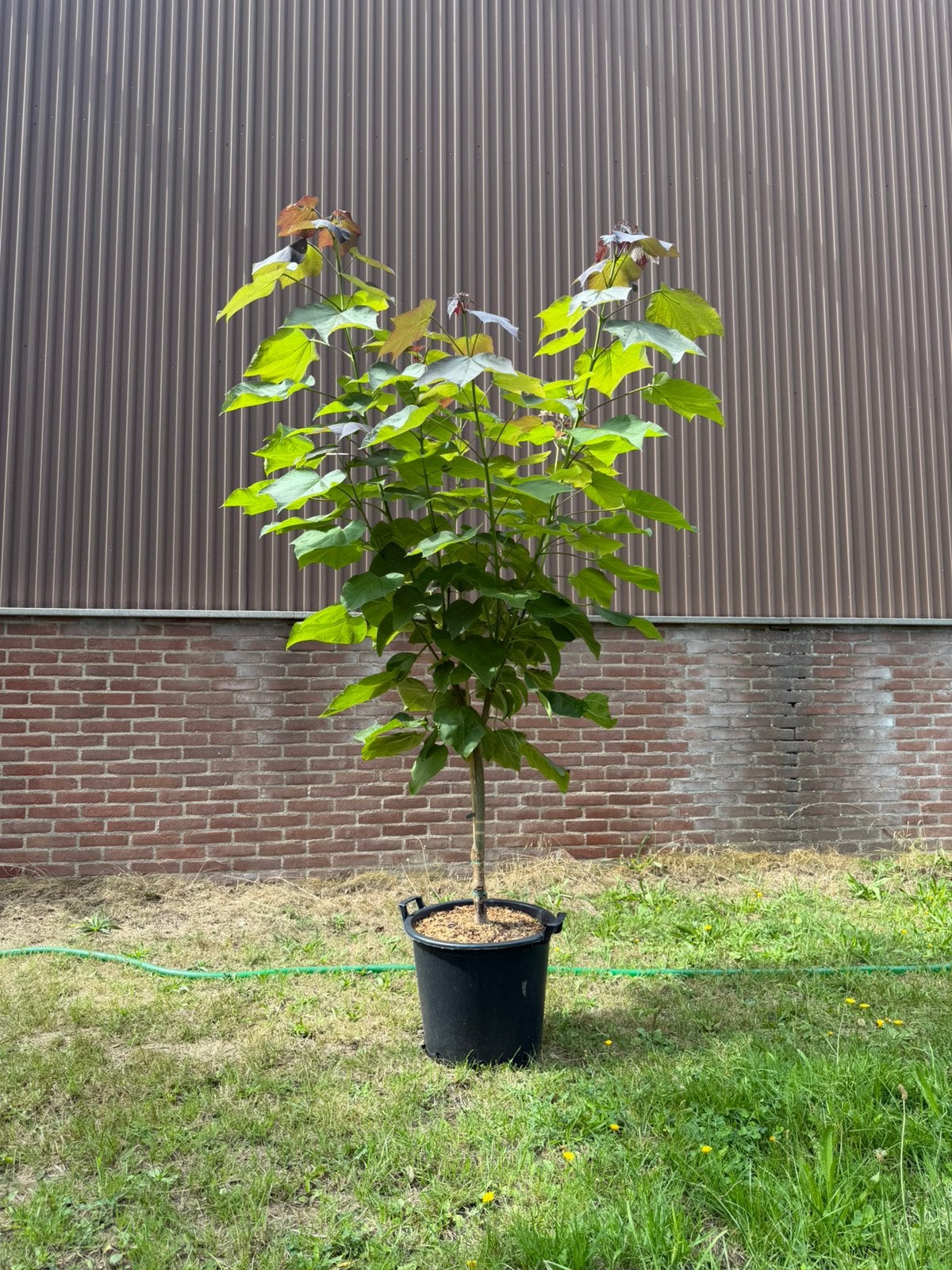 Paarse trompetboom meerstam - Catalpa erubescens 'Purpurea'), Ophalen, Zomer, Volle zon, Overige soorten