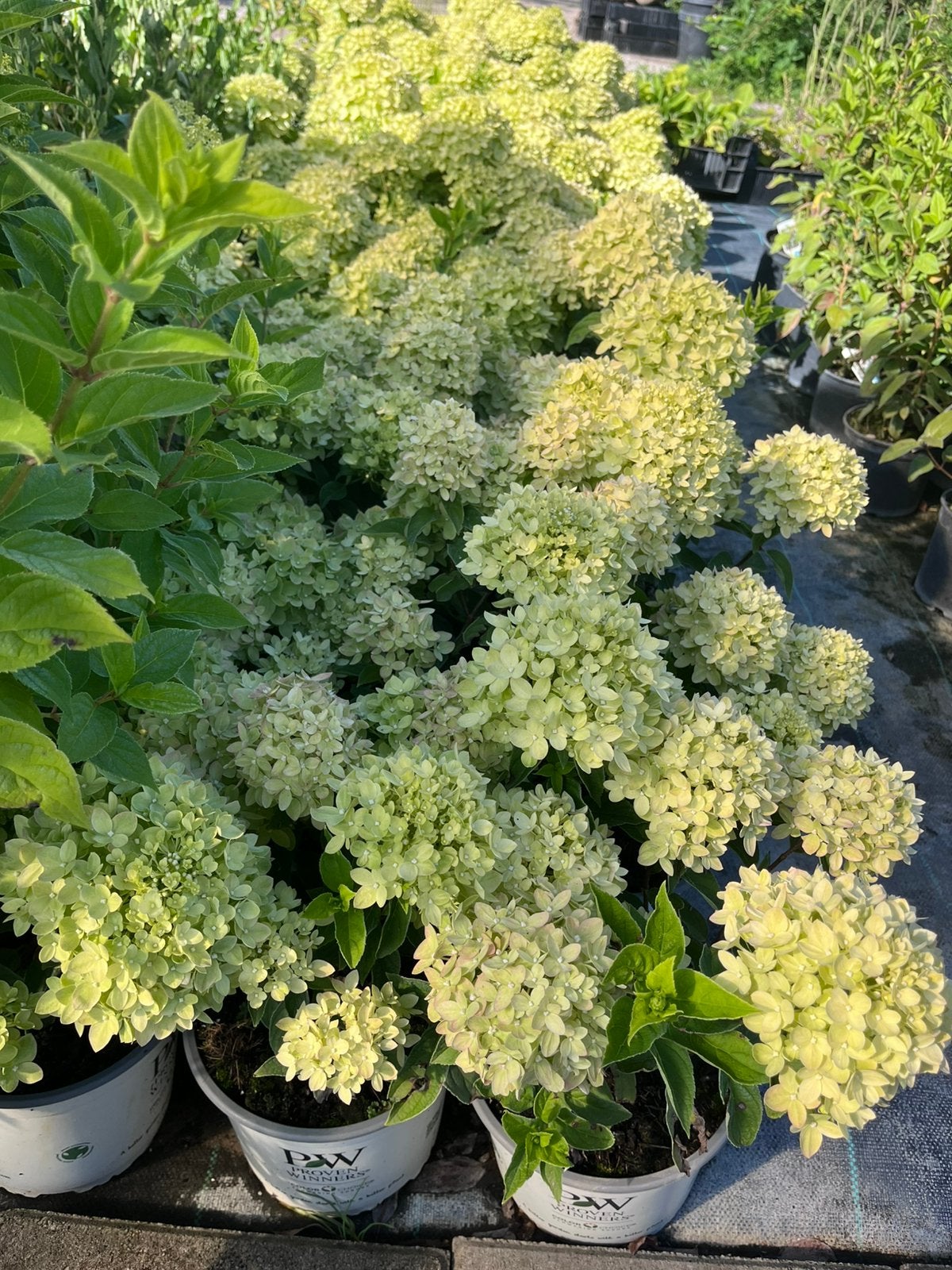 Hydrangea paniculata 'Little Lime' 3 liter pot, Ophalen of Verzenden, Hortensia, Struik, Minder dan 100 cm