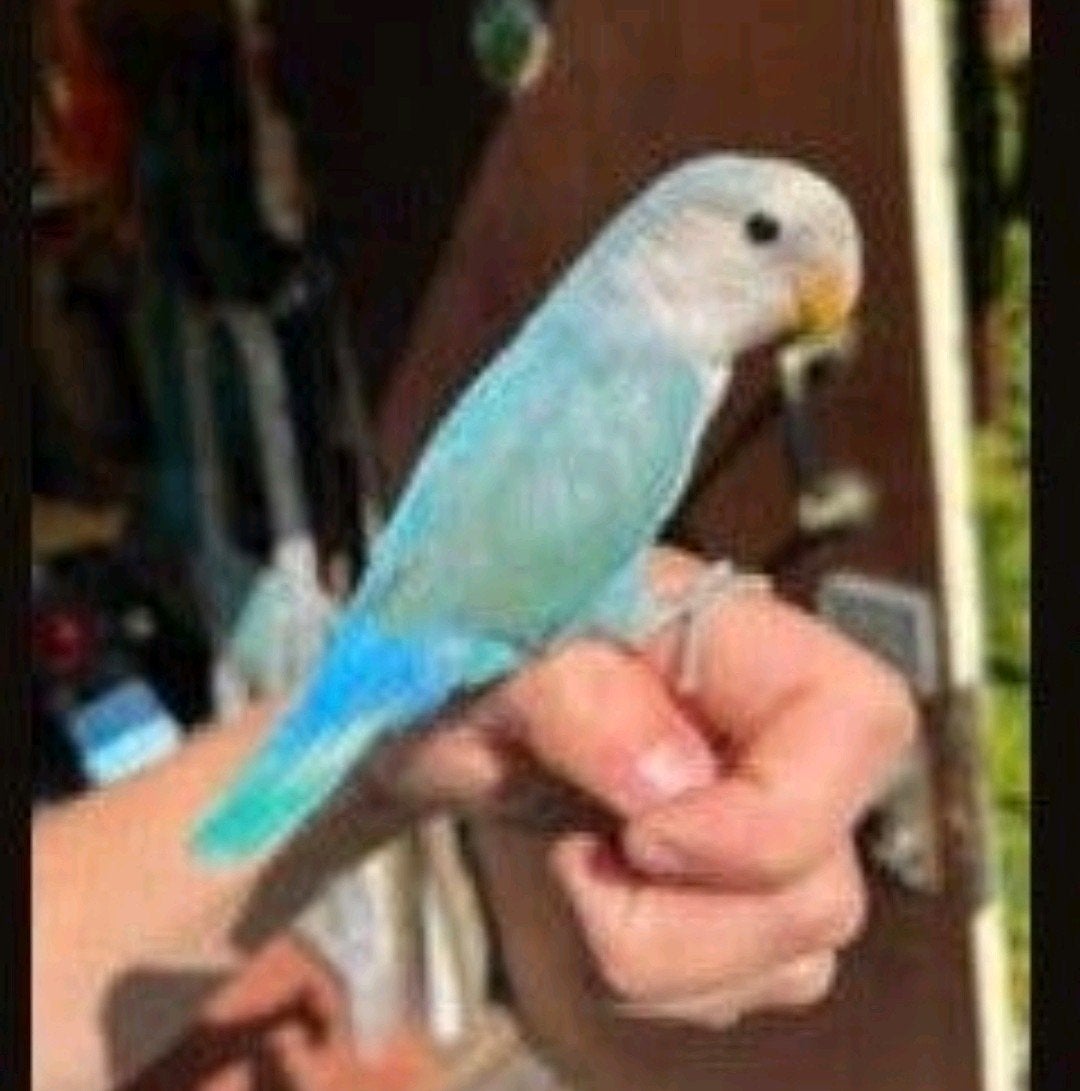 Jonge, liefe Agapornis, Geslacht onbekend, Dwergpapegaai of Agapornis, Tam