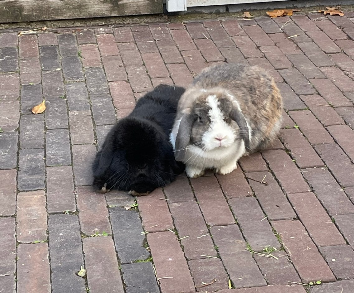 2 minilop konijnen, Dieren en Toebehoren, Konijnen, Dwerg, Meerdere dieren