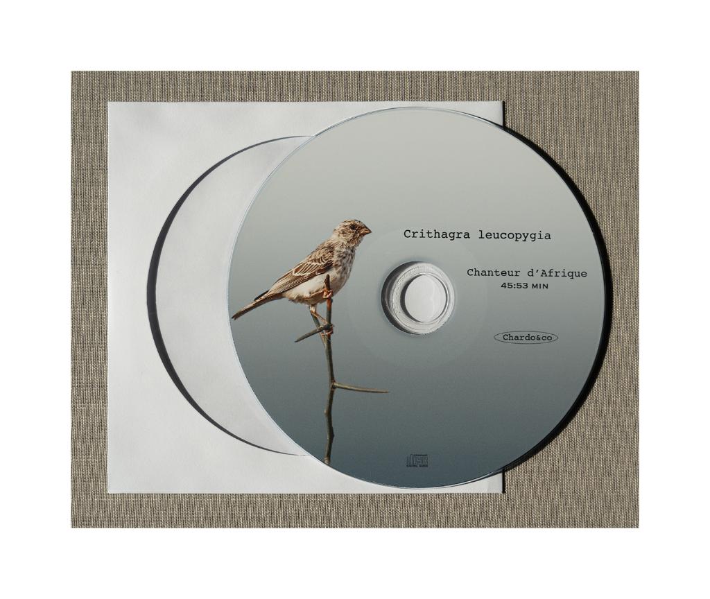 Edelzanger, Meerdere dieren, Tropenvogel, Geringd