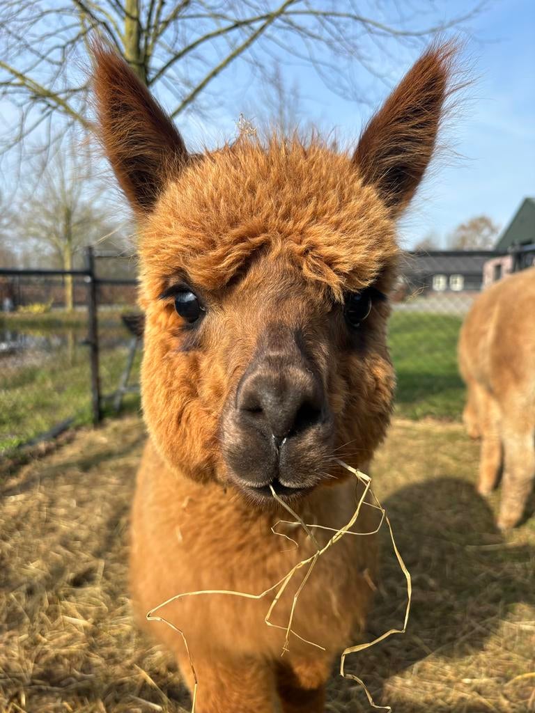 Lief alpaca hengstje, Dieren en Toebehoren, Juli, Mannelijk