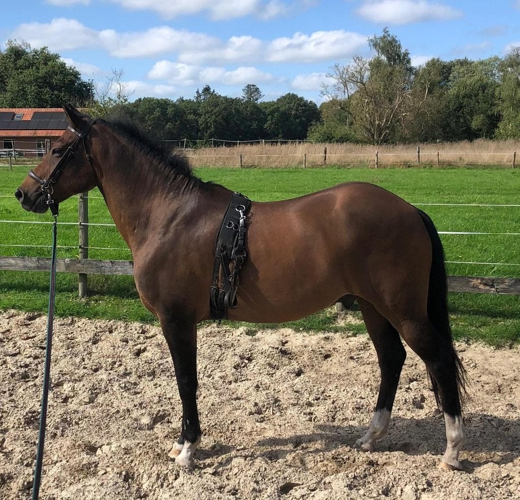 Knappe New Forest D-ruin, Dieren en Toebehoren, Ruin, 11 jaar of ouder, Recreatiepony, D pony (1.37m tot 1.48m)