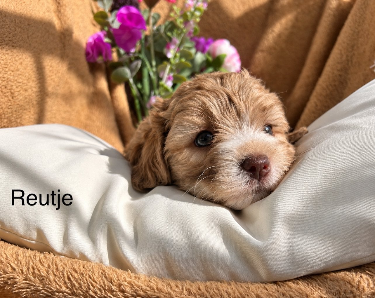 Lieve maltipoo maltezer x dwergpoedel puppys, Overige rassen, CDV (hondenziekte), 8 tot 15 weken, Meerdere