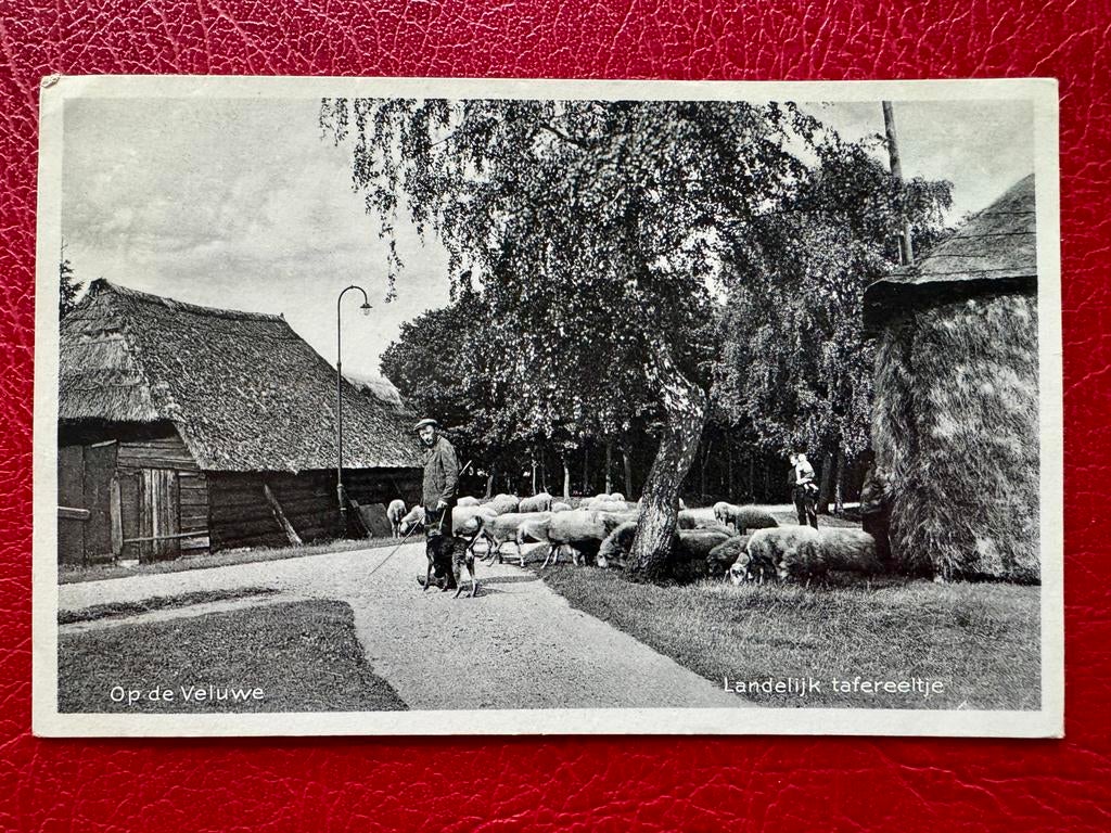 Oude Ansichtkaart: Op de Veluwe - Landelijk Tafereeltje, Ophalen of Verzenden, 1920 tot 1940, Gelopen, Gelderland
