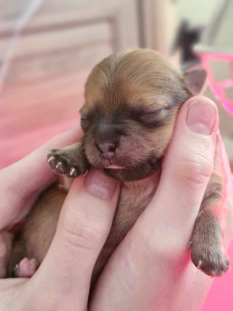 Prachtige pups geboren, Parvo, Overige rassen, 8 tot 15 weken, Meerdere