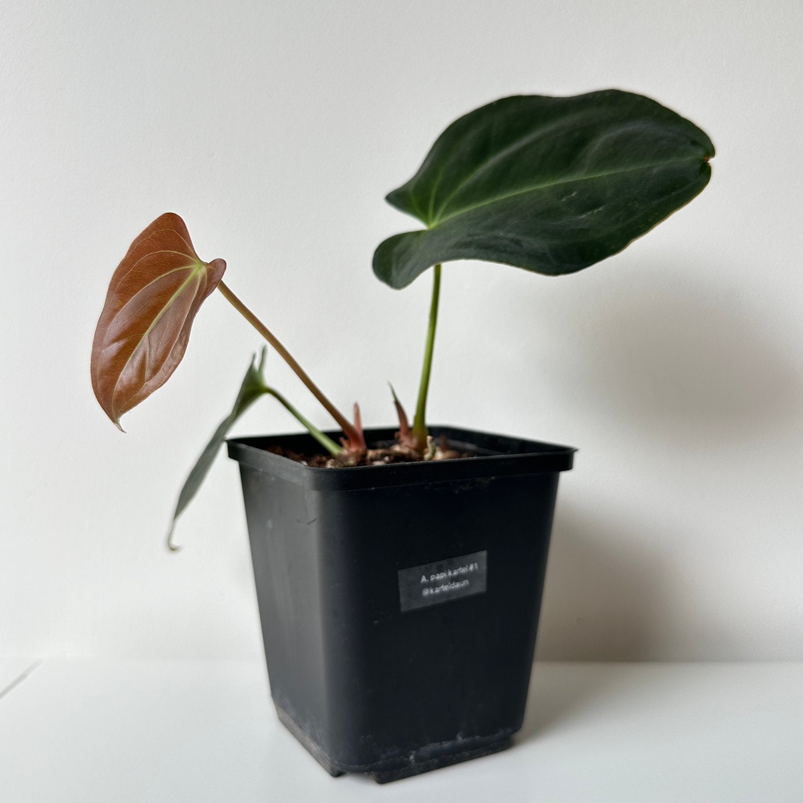 Anthurium papillilaminum hybrid x x-one clone - karteldaun, Ophalen of Verzenden, Halfschaduw, Minder dan 100 cm