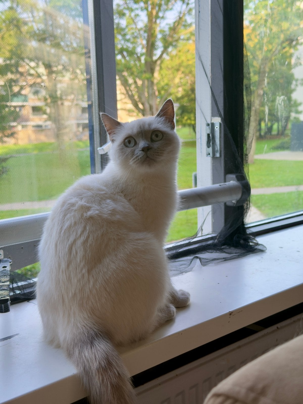 Blue point Britse korthaar poes niet gesterilliseerd, Poes, Gechipt, 0 tot 2 jaar