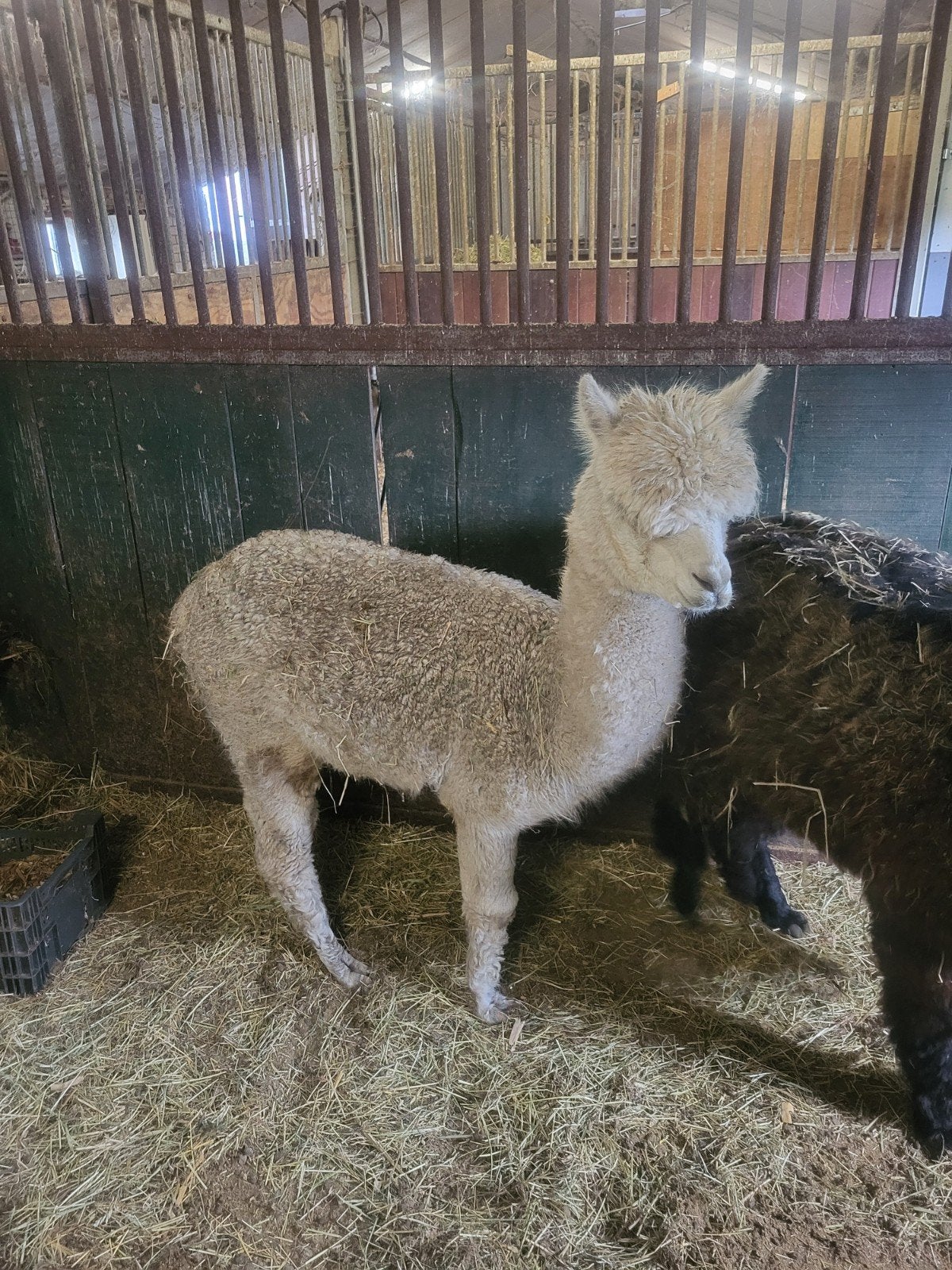 Alpaca hengst, Dieren en Toebehoren, Overige Dieren, April, Mannelijk