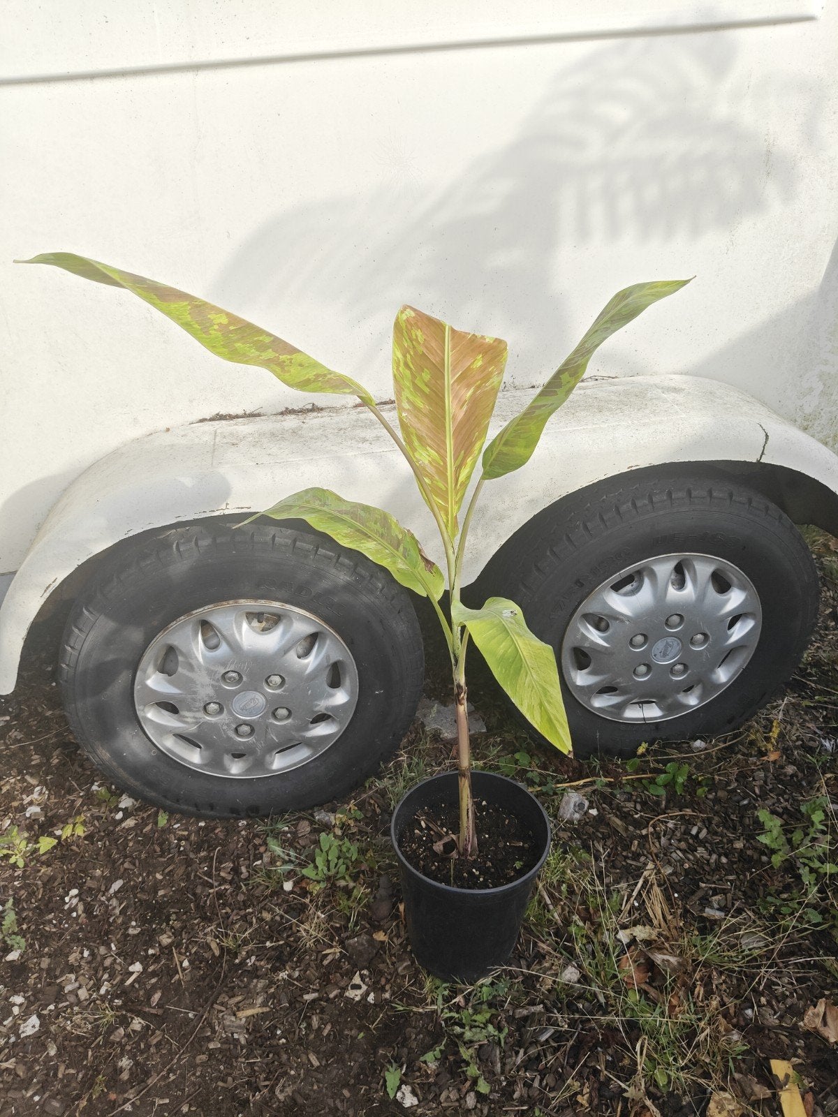 Musa acuminata mint variegata, Tuin en Terras, 100 tot 250 cm, Zomer, Volle zon, In pot