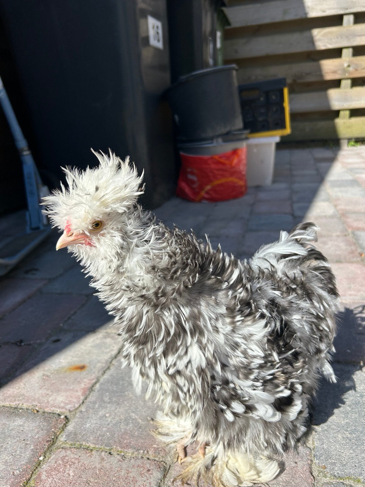 Lieve, tamme Zijdehoender haan. Frizzle, Mannelijk, Kip
