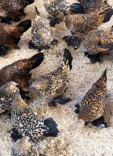 Sabelpoot krielkippen., Dieren en Toebehoren, Vrouwelijk, Kip