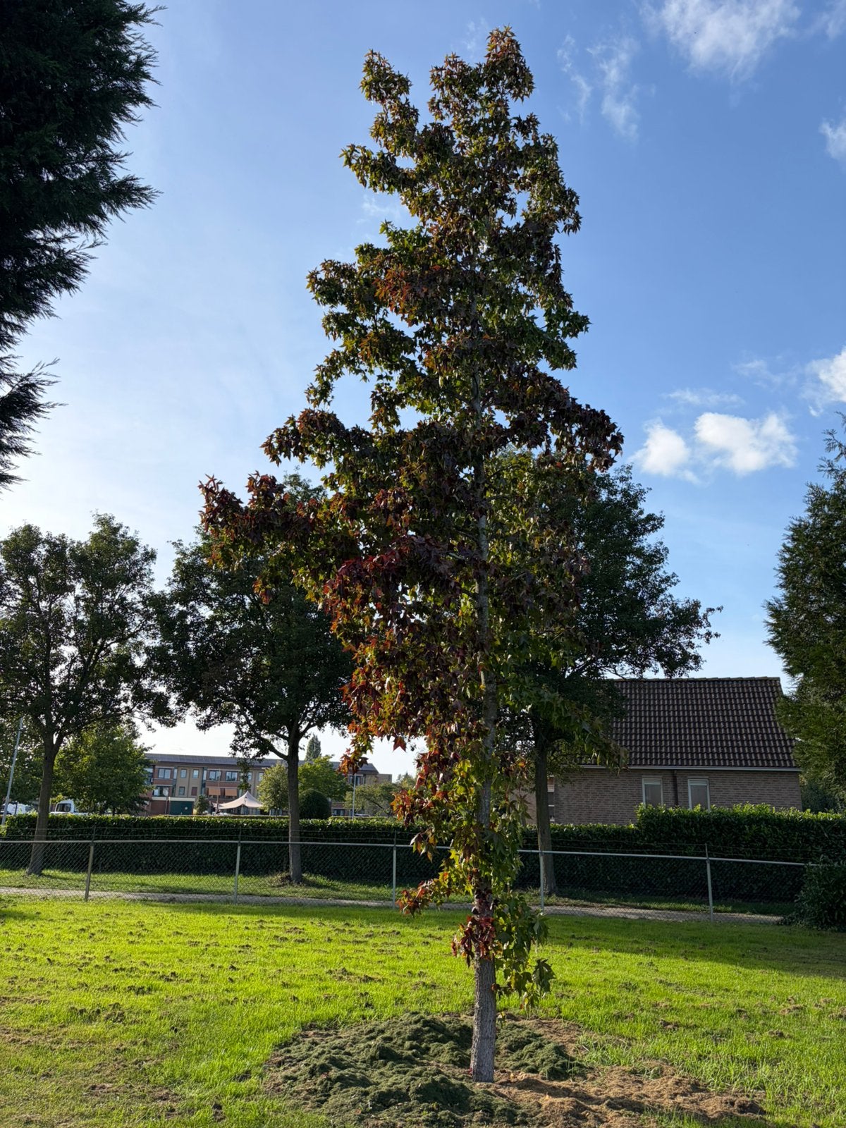 Liquidambar AMBER boom 500/550 cm omtrek stam 55/60 cm, Ophalen, Bloeit niet, Volle zon, Overige soorten