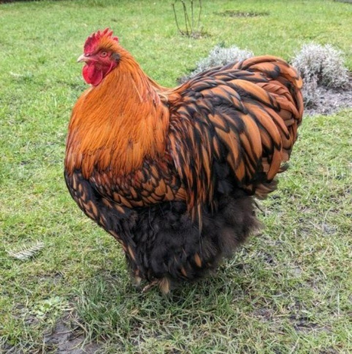 Broedeieren Orpington Goud Zwartgezoomd Duitse bloedlijnen, Dieren en Toebehoren, Pluimvee, Geslacht onbekend, Kip