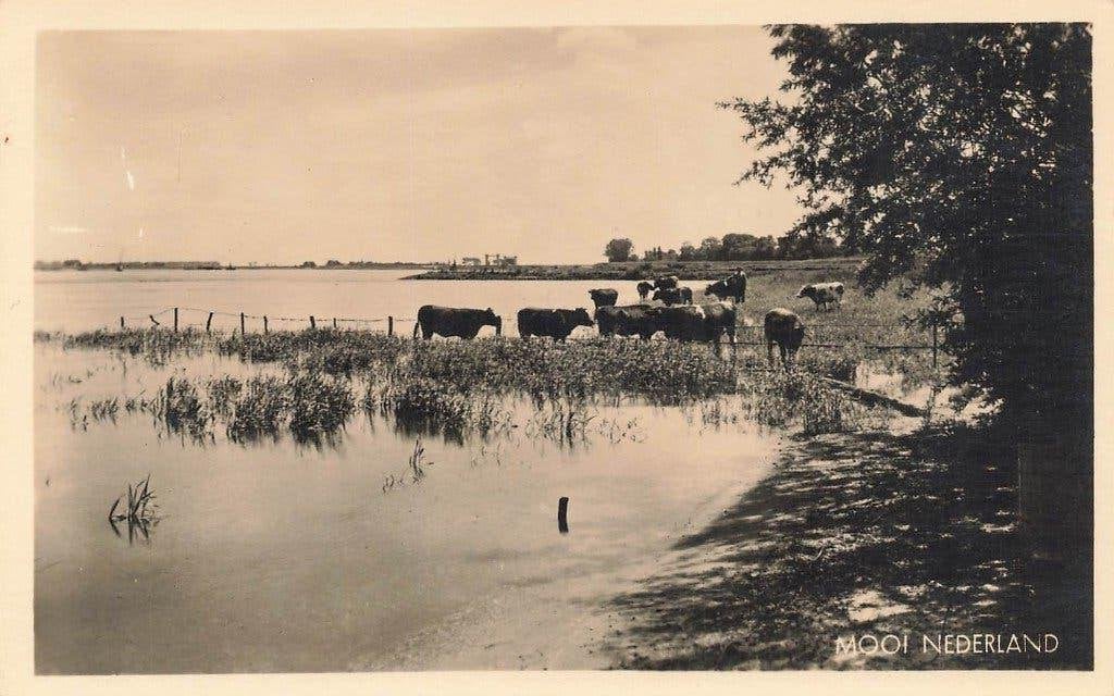 Mooi Nederland, Koeien, Ophalen of Verzenden, 1940 tot 1960, Ongelopen, Gelderland