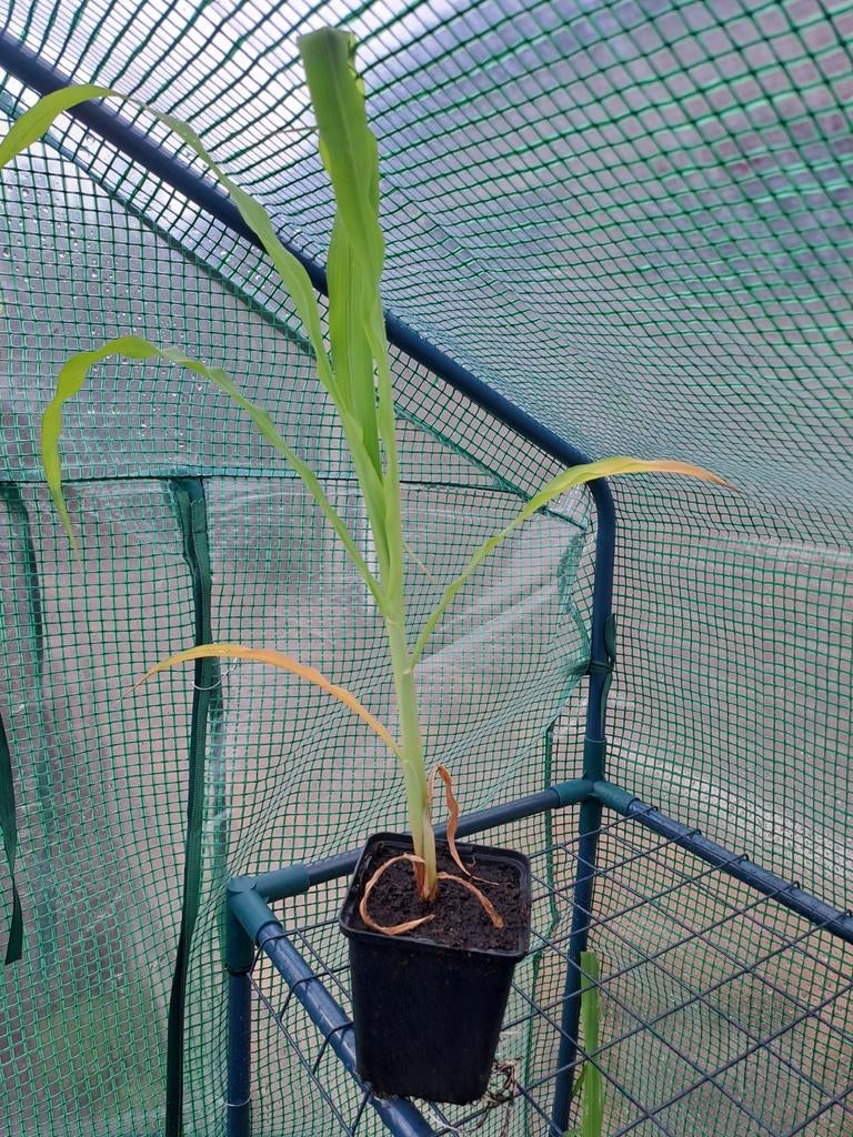 Diverse moestuinplantjes €0,25, Tuin en Terras, Volle zon, Groenteplanten, Eenjarig, Ophalen of Verzenden