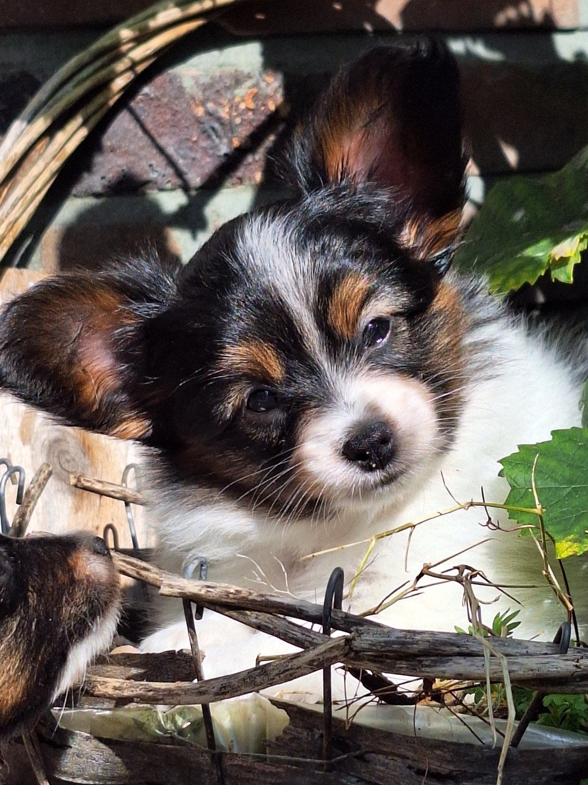 papillon teefje drie kleur, Overige rassen, CDV (hondenziekte), 8 tot 15 weken, Teef