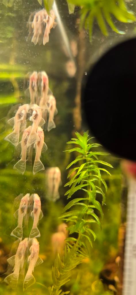 Albino ancistrussen, Dieren en Toebehoren, Vis