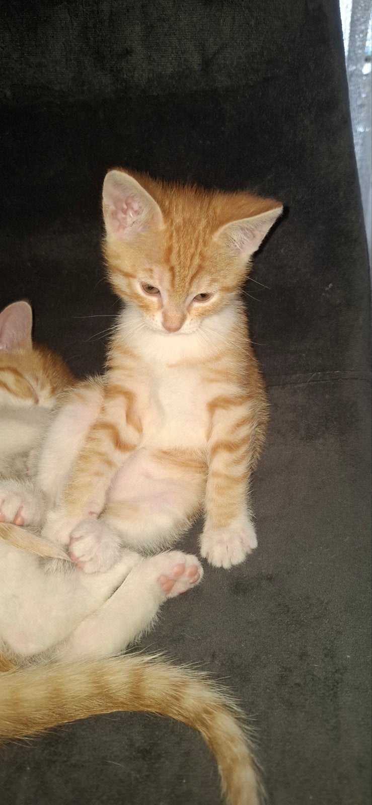 nog 1 rood poesje zoekt een nieuw tehuis., Dieren en Toebehoren, Katten en Kittens | Overige Katten, Poes, Kortharig, 0 tot 2 jaar