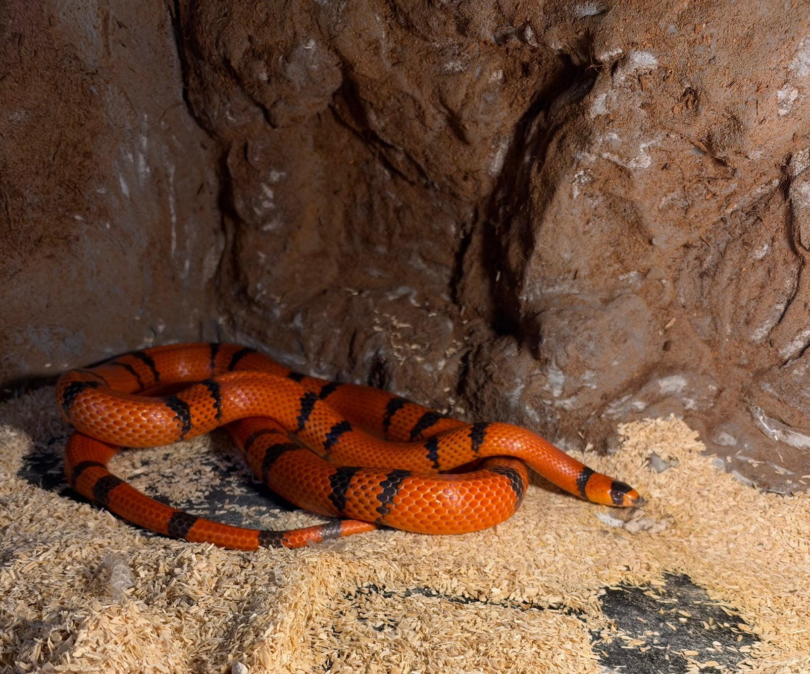 Trio bewezen lampropeltis hondurensis Kingsnake photo 3