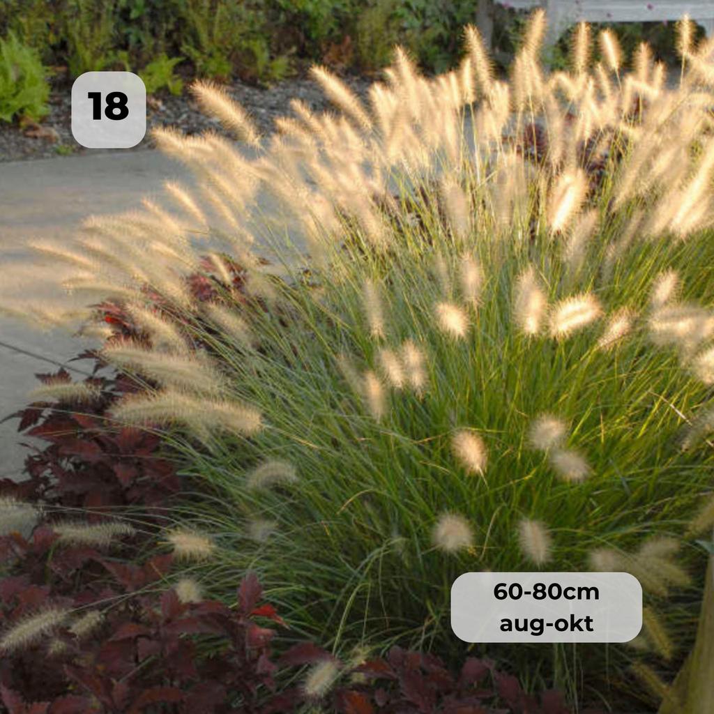 Tuinplanten - Siergrassen - Lampenpoetser - Chemievrij, Tuin en Terras, Planten | Tuinplanten, Vaste plant, Siergrassen, Volle zon