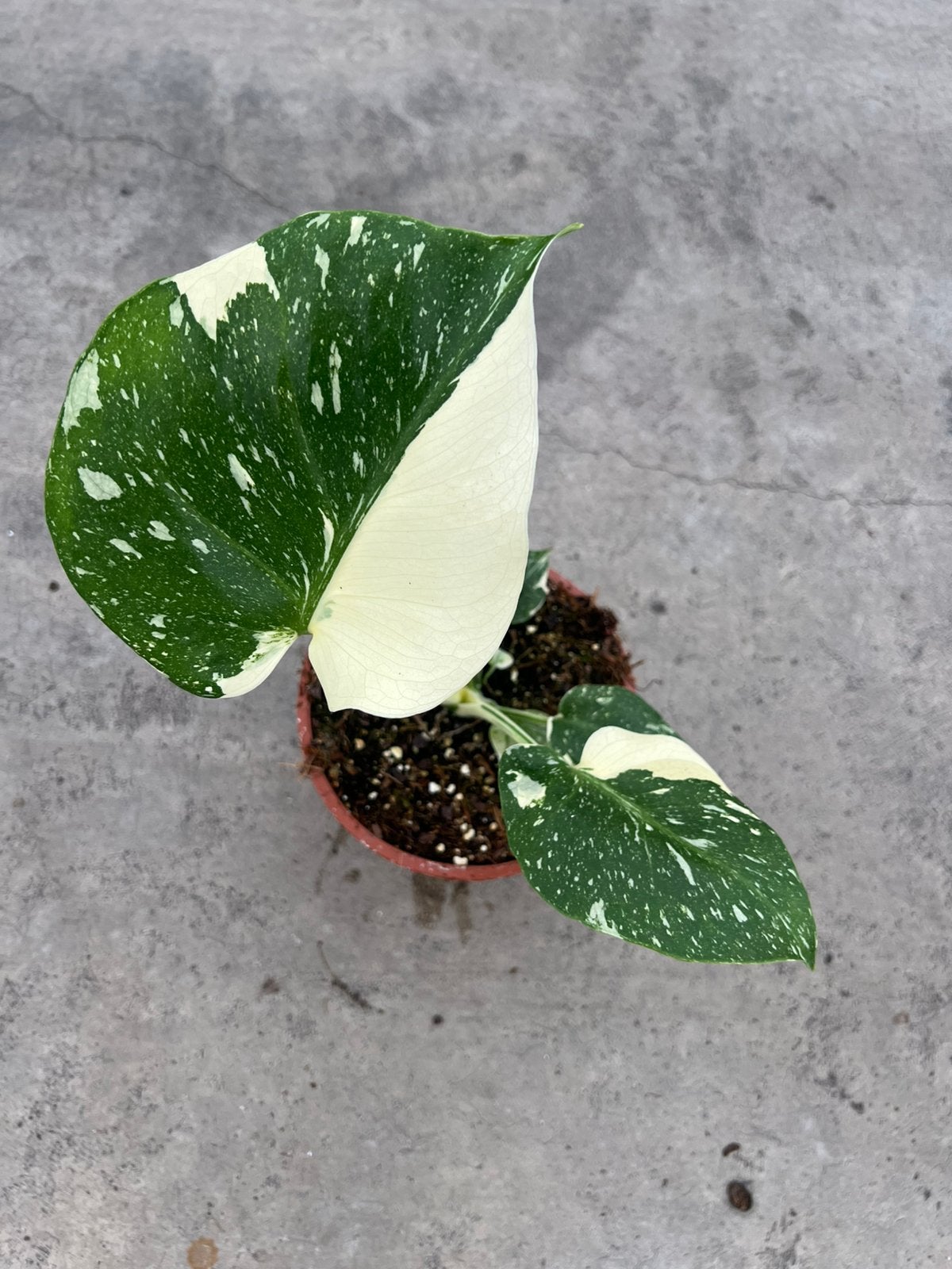 Monstera tai half moon nr 2, Huis en Inrichting, Kamerplanten, Ophalen, Halfschaduw, Minder dan 100 cm