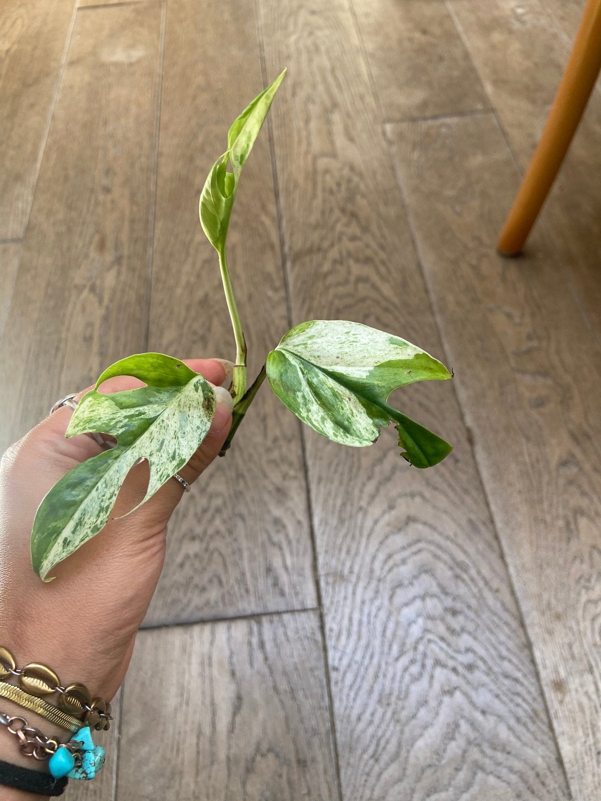 Gewortelde kopstek epipremnum pinnatum marble variegata, Ophalen of Verzenden, Halfschaduw, Minder dan 100 cm