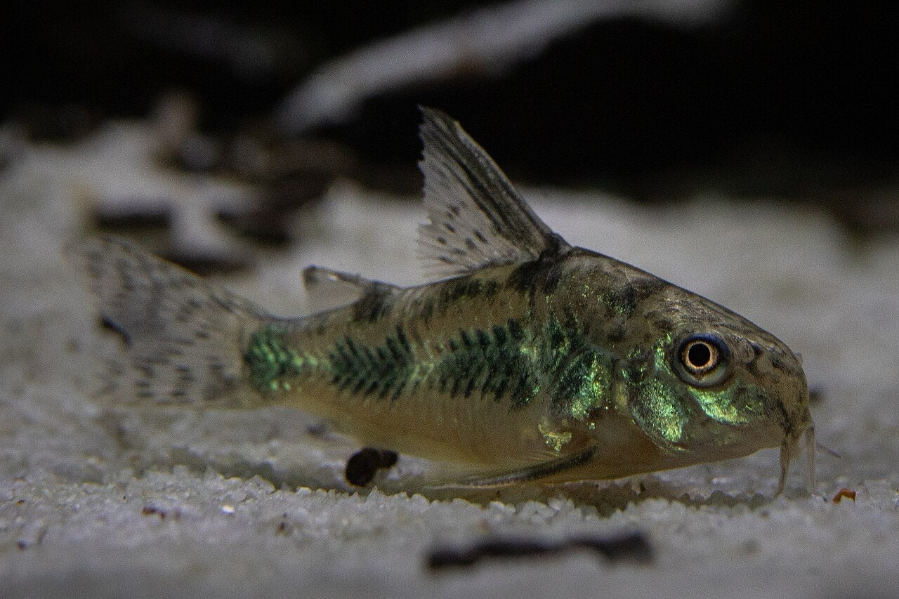 Corydoras Paleatus (Gevlekte Pantsermeerval), Dieren en Toebehoren, Vis