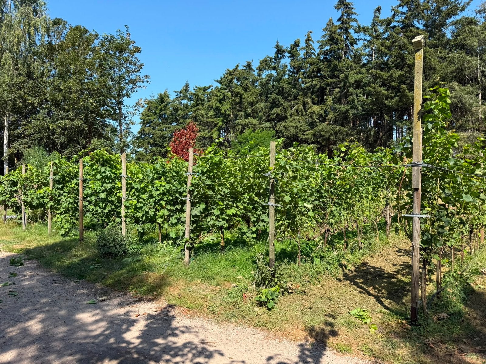 Druiven gaarde met 3 soorten druiven van Valentin Blattner, Ophalen, Volle zon, Vaste plant, Fruitplanten