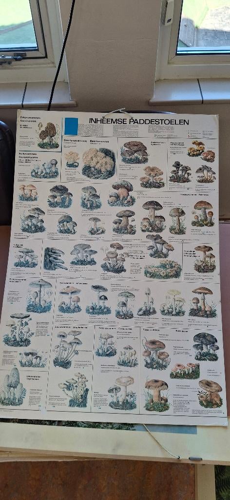 Schoolplaat, Antiek en Kunst, Antiek | Schoolplaten, Ophalen, Natuur en Biologie