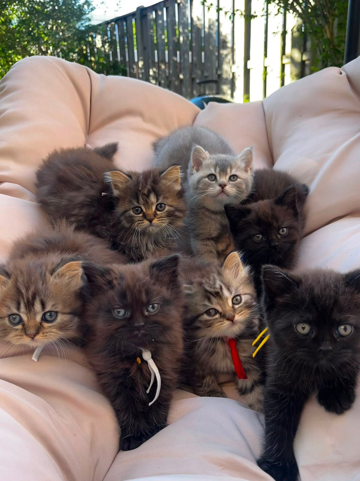 Raszuivere Britse Korthaar & Langhaar kittens, Meerdere dieren, Ontwormd, 0 tot 2 jaar