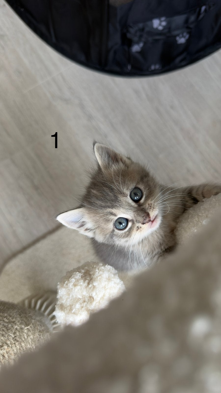 Nog 1 katertje beschikbaar! Britse korthaar x maine coon, Meerdere dieren, Kortharig, 0 tot 2 jaar