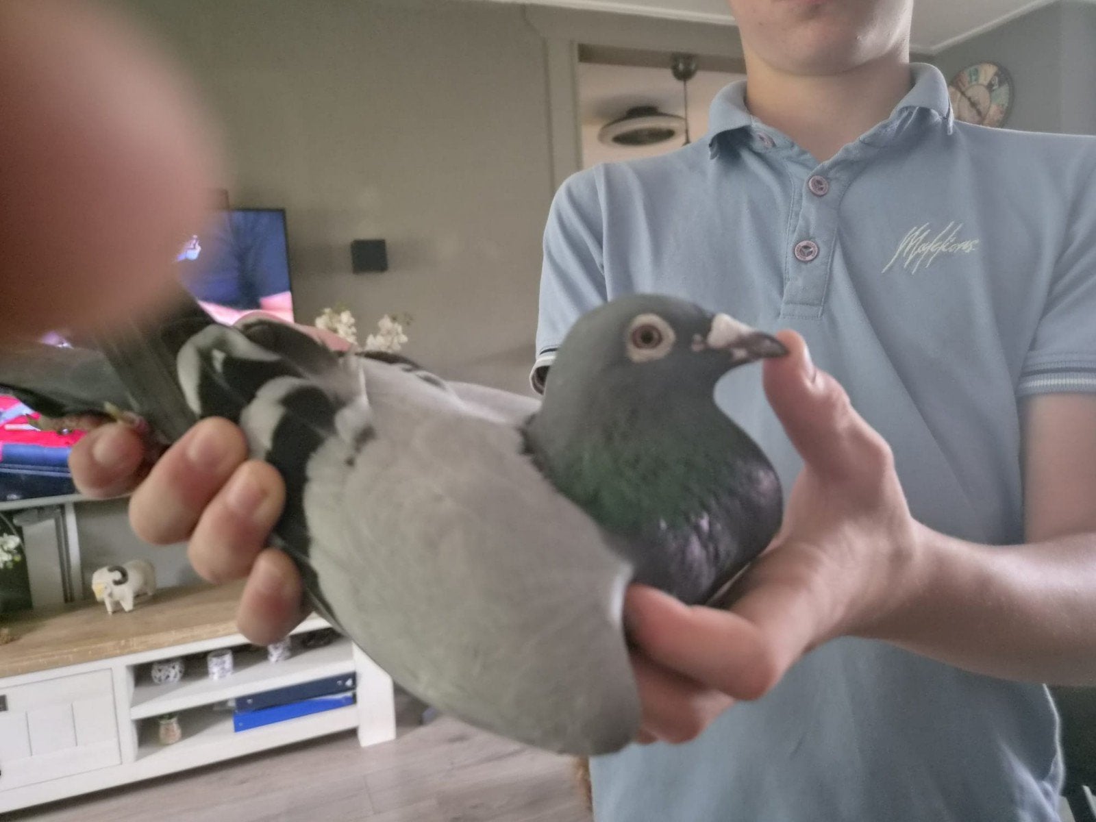 Mooie willem buurstra duif, Dieren en Toebehoren, Vrouwelijk, Postduif