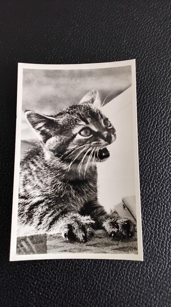 Vintage zwart-wit foto van een miauwend kitten, Gebruikt, Foto, Ophalen of Verzenden, Voor 1940
