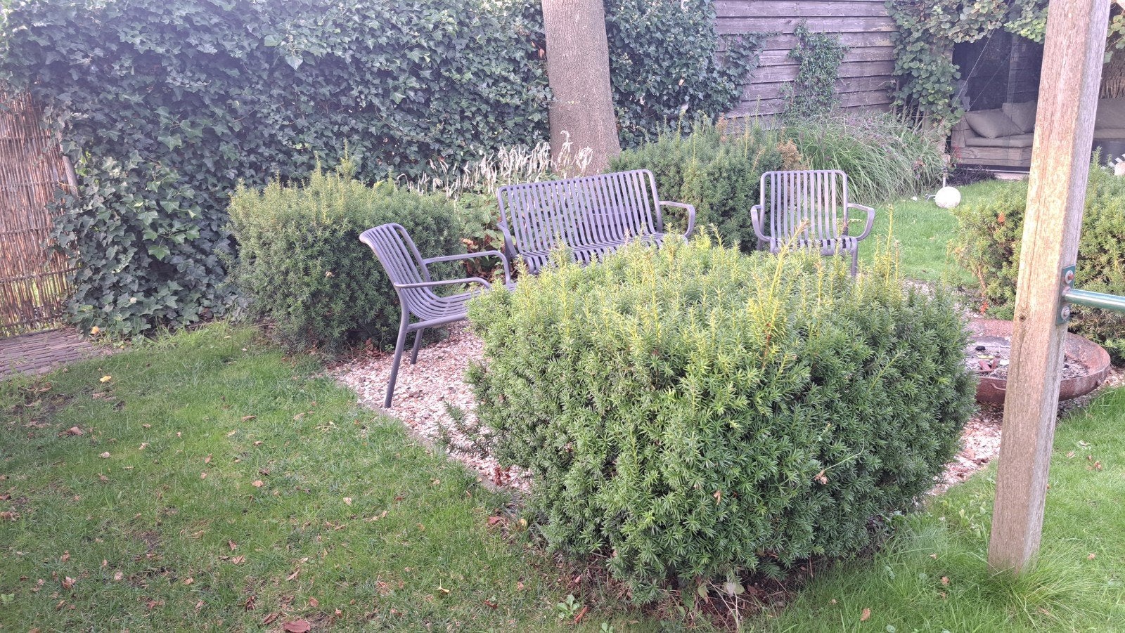 4 x taxus blokken, Ophalen, Taxus, Minder dan 100 cm