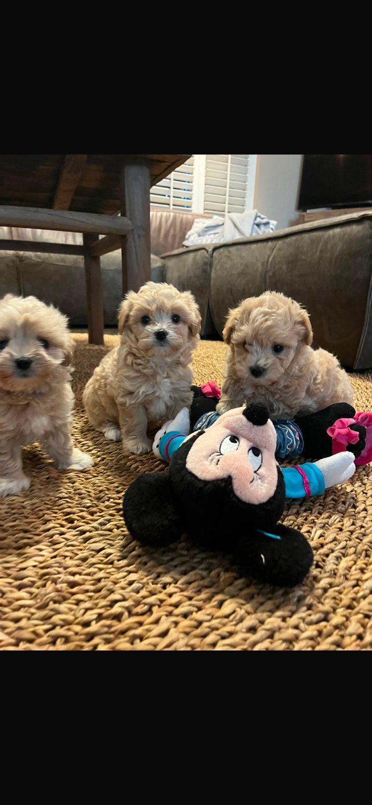 Leuke, speelse maltipoo pups 🐶(maltezer x poedel), Dieren en Toebehoren, Parvo, Overige rassen, 8 tot 15 weken, Teef
