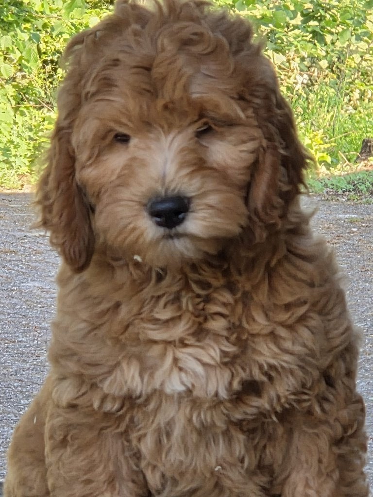 prachtige medium labradoodle pups, Parvo, Nederland, Overige rassen, 8 tot 15 weken